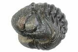 Wide, Bumpy Enrolled Morocops Trilobite - Morocco #383419-1